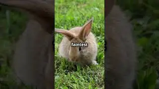 Bunny Cuteness Overload  Secret Skills  #bunnies are adorable