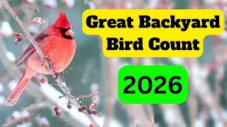 Начните участвовать в Большой переписи птиц на заднем дворе в 2026 году.