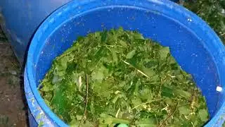 CARA SEDERHANA PEMBUATAN SILASE PAKAN TERNAK #silase #pakanternak #bankpakan #sobatngarit 