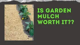 Best Mulch For Vegetable Garden