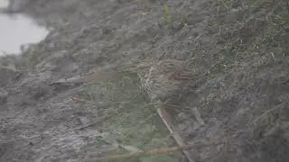 North American young Song Sparrow in the mist feeds on a northern USA Beaver dam on a foggy morning