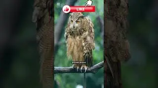 🦉 Amazing Facts About Owls | Mysterious Night Hunters 🌙