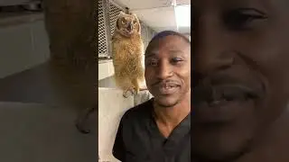 Vet Catches Brown Owl Yawning