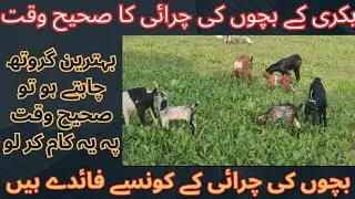 Best grazzing time for goat babies || goat kids || bakri ke bachee || goat farming ||