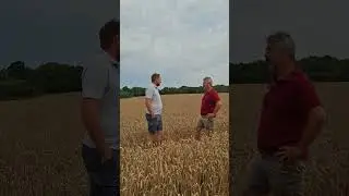 Septoria vs Yellow Rust