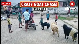 CRAZY GOAT CHEESE #comedy #funny #newcreatorravi