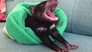 TASMANIAN DEVILS AT HOME! | Tim Faulkner