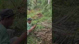 Smart farmers who can use dry coconut fiber as fuel for their stoves #shorts