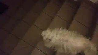 Pes venku ve 2 r&aacute;no