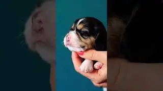 Newborn Beagle Puppy #dog #dogvideo #doglover  #shorts #viral #video #trending #youtubeshorts