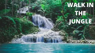 Relaxing Music-Relaxing Jungle Sound With Birds, Nature -Meditation & Stress Relief No Copyright/
