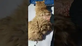 A percian cat came to my clinic it was heavy infestation of Ticks under my treatment.
