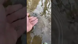 Release a 🦐 🥰 #fishing #trend #fishig #shots #nature #trout #river #arroyo #viral #beautiful #love