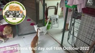 First day out for our kittens