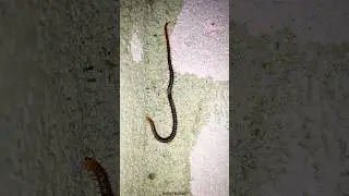 Beautiful Centipede #shorts #centipede #shortsfeed #centipedes #millipede #trending #acapella