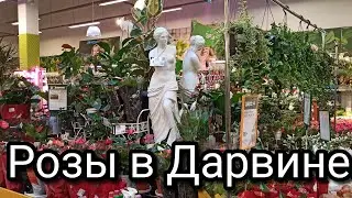 Садовый центр Дарвин. Розы российские, сербские и узбекские в огромном ассортименте.