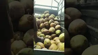 Sabse sasta aur healthy drink! 🥥