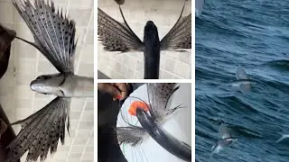 Flying Fish Cooking