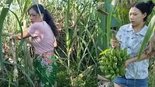 Sawv ntxov noj khoom toj siab os