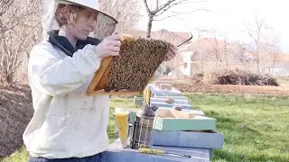 Save Bees and Farmers: interview with beekeeper Ariele Muzzarelli