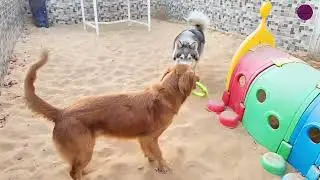 Leo & Zeus&rsquo;s Sand Fun Adventure | Golden Retriever & Husky Holiday Playtime