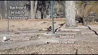 Backyard Wildlife Wednesday- Spotted Towhee