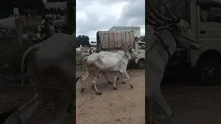 #Gadag market 05/0702025#viral #cow #hallikar hori#hallikar #ಹಳ್ಳಿಕಾರ್ #bull #hallikarbullfarming