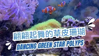 翩翩起舞的草皮珊瑚 (Dancing Green Star Polyps)｜海水缸紀錄#coral #saltwateraquarium #reeftank