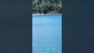 A Gannet Dives, Then the Wind Carries It Past the Boat