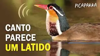 AVE QUE VOCALIZA COMO UM LATIDO? Ornit&oacute;logo Responde #23