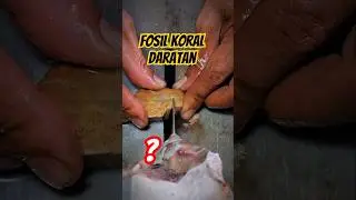Beginilah proses pengolahan batu akik fosil koral daratan bagus banget #batuakikmotif