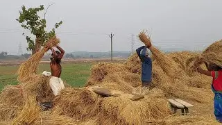 धान की पिटाई #motivation #video #viral #shorts #balbal #dwari #chatra #jharkhand #comedy #gav #yt 