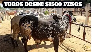 Plaza ganadera San antonino castillo velasco  ganado desde $1500 pesos lo más barato de la plaza