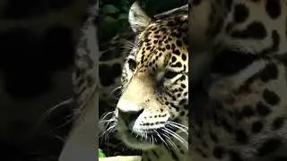 #Jaguar#World#Focus#Animalia#