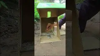 Really Unique Bird Trap Using Cardboard Box #birds #shorts