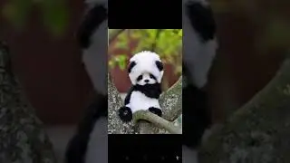 Baby panda cute images