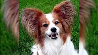 Épagneul nain continental papillon. Avantages et inconvénients, Prix, Comment choisir, Faits, Soins,