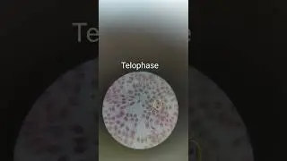 Biology Students Alert 😄 # #rap #mcstan #biology #trending