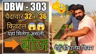 DBW 303 wheat new variety | Wheat farming in India | Wheat Seed Available |