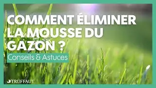 Comment &eacute;liminer la mousse du gazon ? - Truffaut