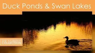 Relaxation DVD - Duck Ponds & Swan Lakes With Bird And Nature Sounds