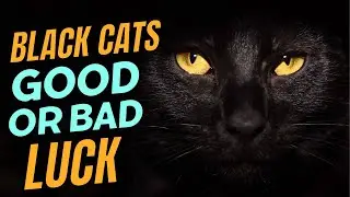 Black Cats Bring Bad or Good Luck? Black Cat Superstition