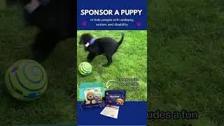 #labradorpuppy #assistancedog #supportdog #puppies
