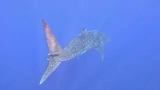 Azoren 2024 08   Addo Kok Blue Shark / Whale Sharks and Manta Rays