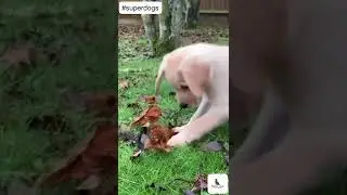 Funny Dog Videos | Shot on iPhone | #0191 #shorts #viral #dog