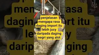 penjelasan mengapa rasa daging import itu lebih jucy daripada daging negri yang alot#faktamenarik