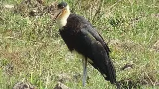 wooly necked stork