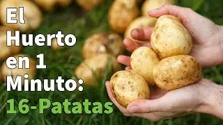 Como Plantar Patatas Paso a Paso con Éxito 🥔 Huerto Urbano en 1 minuto