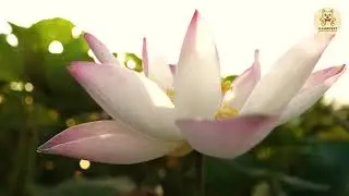 Lotus Seed Snack
