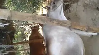 Dairy farm Cuttack Odisha